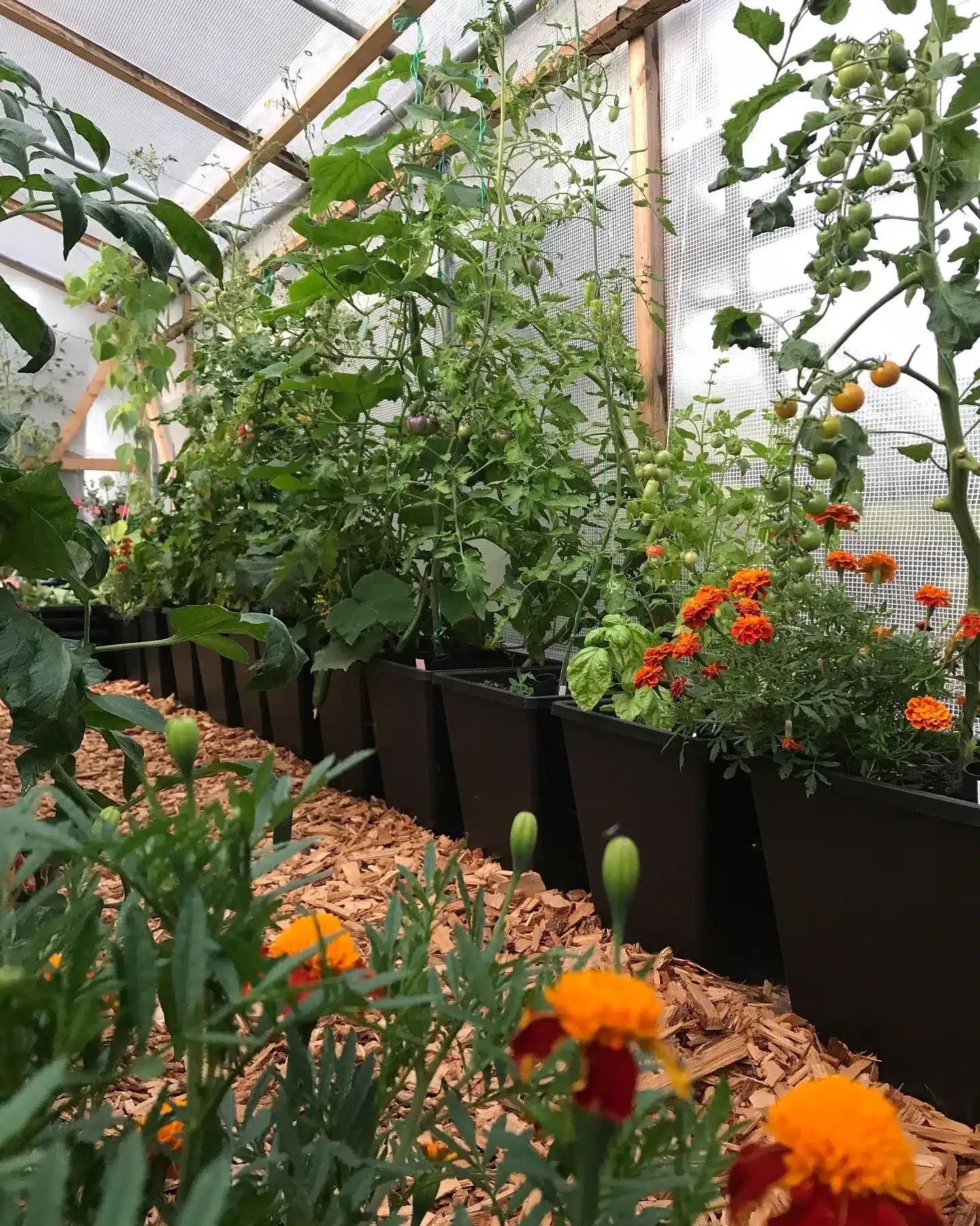 ABC Planter 1 - selvvandingskrukke - Kapillærkasse Genbrugsplast - Billede 2