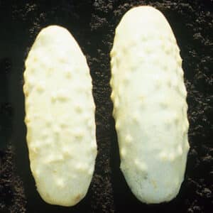 Agurk - White Wonder