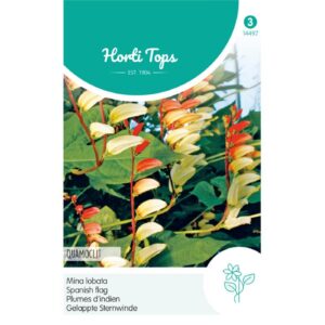 Spanish Flag - Mina lobata