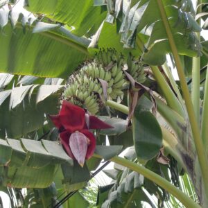 Pryd Banan - Musa acuminata subsp acuminata