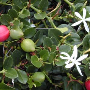 Natalblomme - Carissa macrocarpa