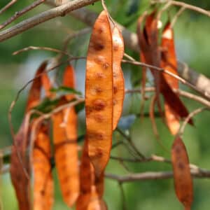 Hvid Siris - Albizia Procera