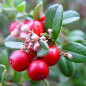 Tyttebær - Vaccinium vitis idaea