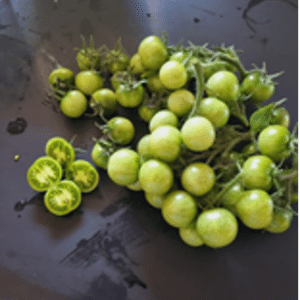 Tomat - Verde Sobria - Tom Wagner (22)