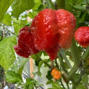 7 Pot Jonah strain – C. chinense
