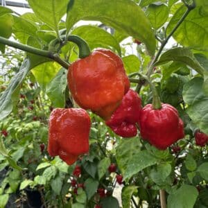 7 pot red gravedigger - C. chinense