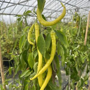 Corbaci - C. annuum