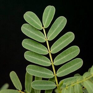 Delonix decaryi