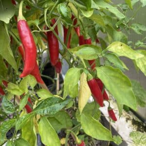 Red Torpedo - C. baccatum