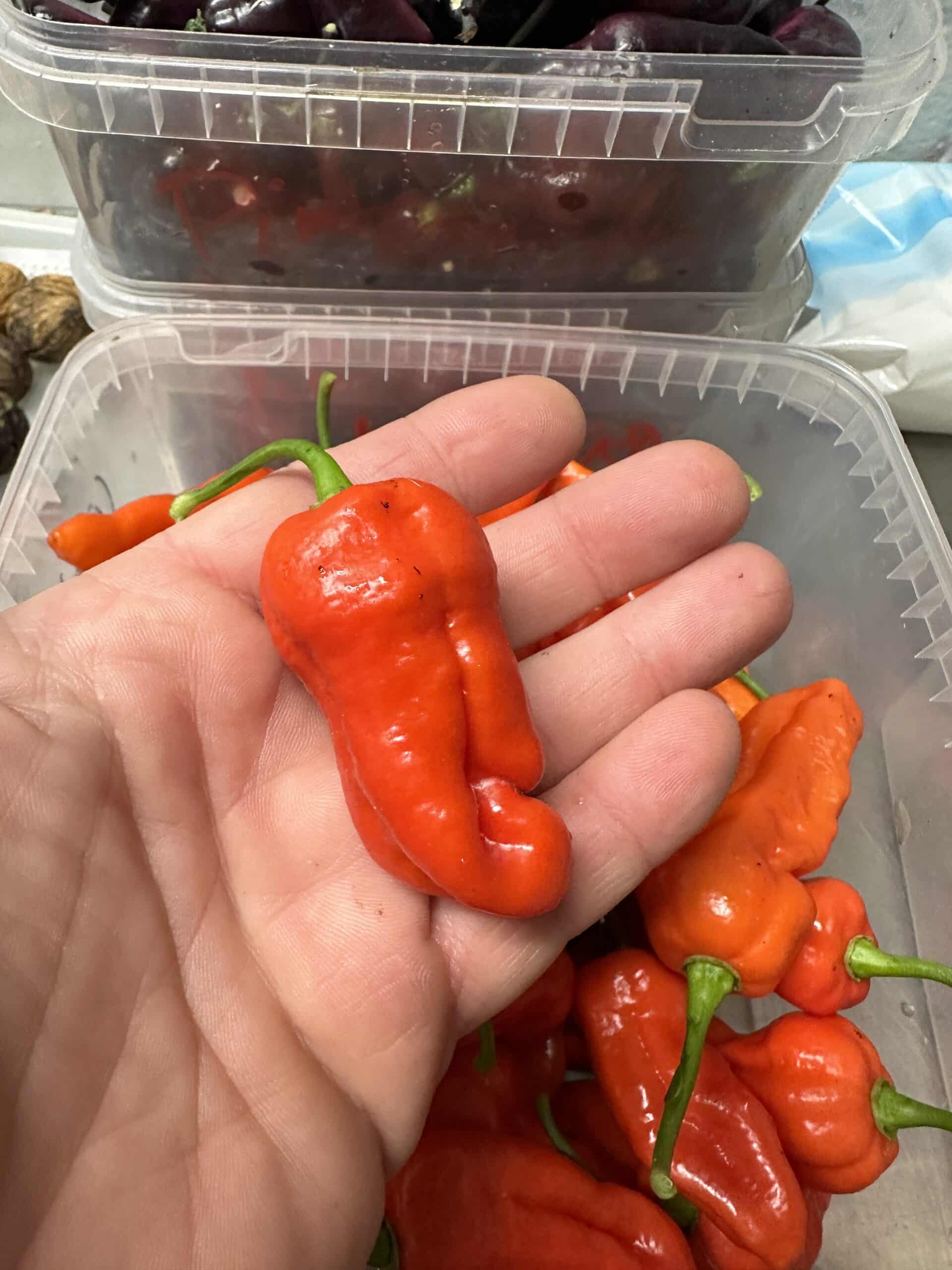 Big Red Mama - C. chinense - Billede 2