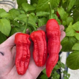 Big Red Mama - C. chinense