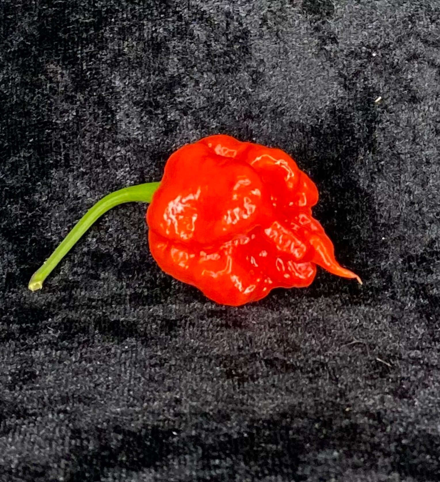 Reaper moruga red - C. chinense