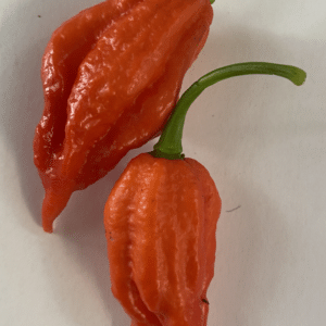 Arrow head - C.chinense