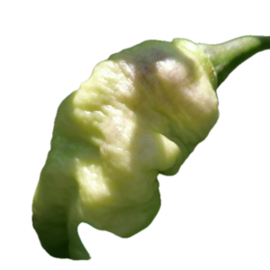 Faddas White - C. chinense