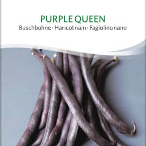 Buskbønne - Purple Queen - ØKO