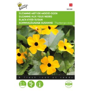 Susan med det sorte øje - Thunbergia alata