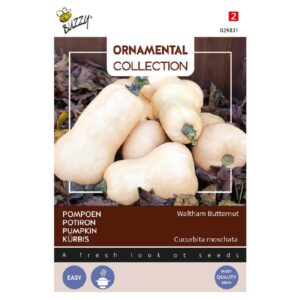 Græskar - Waltham Butternut