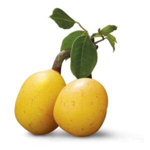 Marula - Sclerocarya birrea