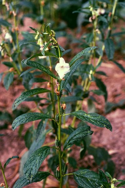 Sesam Sort - Sesamum indicum - Billede 4