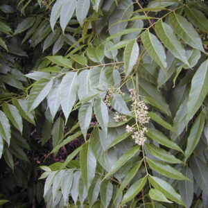 Rød Australsk Cedar - Cedrela Toona