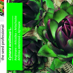 Artiskok - Cynara scolimus L.