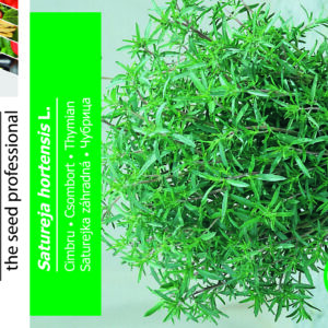 Sommer Sar - Satureja Hortensis L.