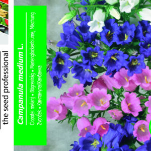 Klokkeblomst - Campanula Medium