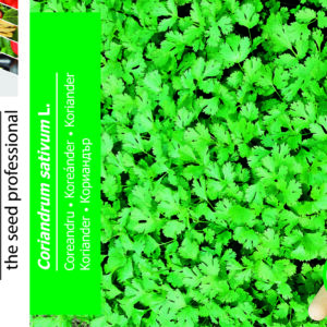 Koriander - Coriandrum Sativum L.
