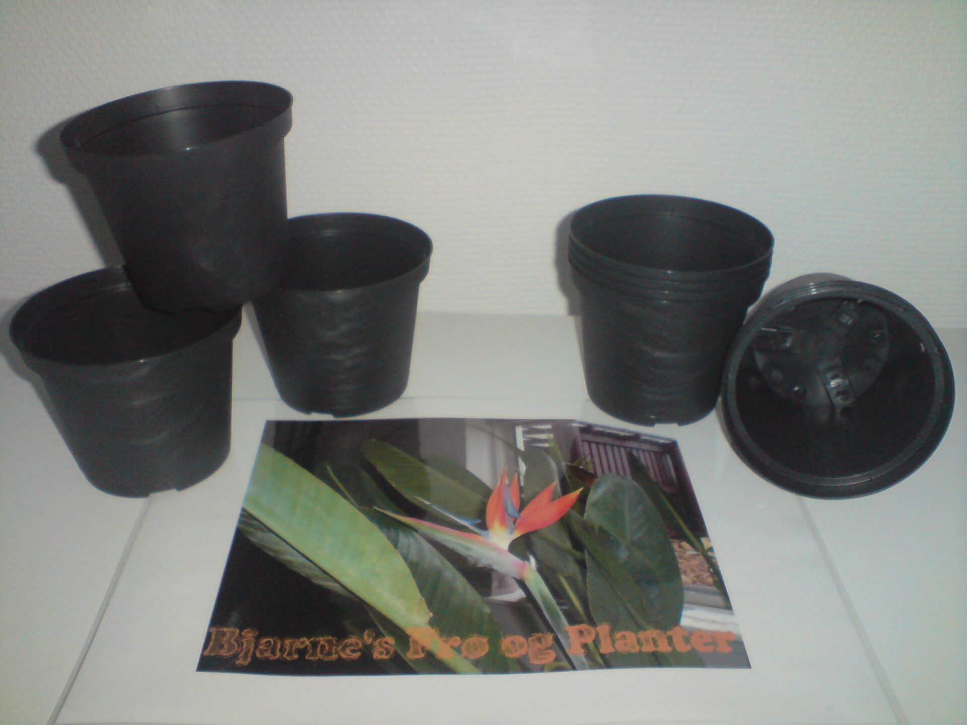 Planteskolepotter 8 cm - Billede 2