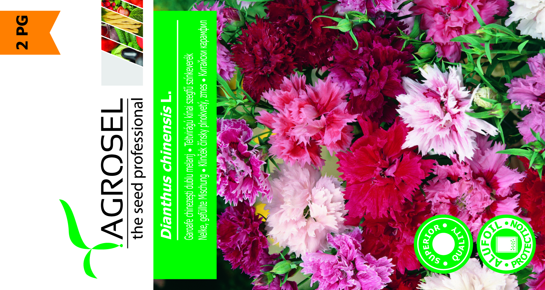 Nellike - Dianthus Chinensis - Billede 2