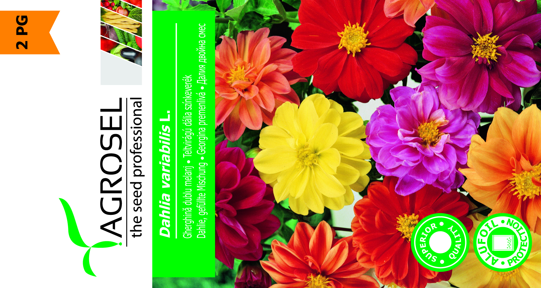 Dahlia double mix - Billede 2