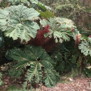 Gunnera insignis
