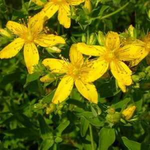 Prikbladet Perikon - Hypericum perforatum