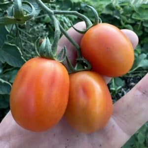 Snacktomat - Rimmerhus Redorange Dream F1