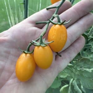 Snacktomat - Rimmerhus Orange Passion F1