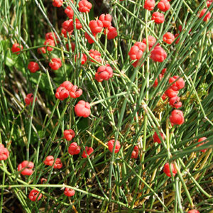Ledris - Ephedra sinica