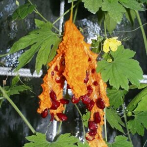 Bitter Melon - Momordica charantia