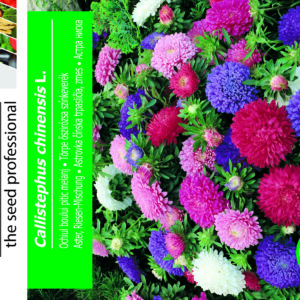 Asters - Callistephus Chinensis - Mix