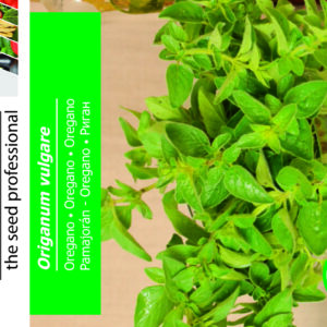 Oregano - Origanum Vulgare