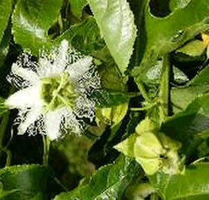 Passiflora flavicarpa