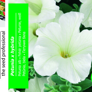 Petunia Hvid - Petunia Hybrida