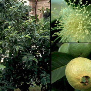Almindelig Guave - Psidium guajava