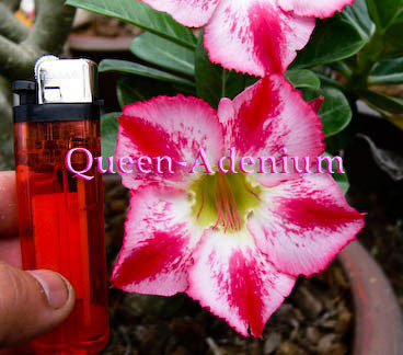 Adenium Fragrant Ørkenrose - Adenium 'Red Fragrant' - Bjarne's frø og planter