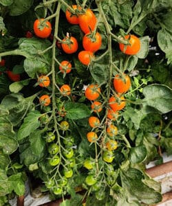 Snacktomat - Rimmerhus Sweet Orange F1