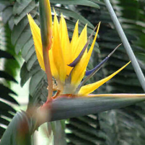 Strelitzia Mandela's Gold