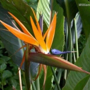 Strelitzia Regina - Bird of paradise
