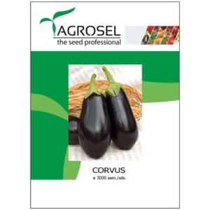 Aubergine - Corvus - BIG-PACK