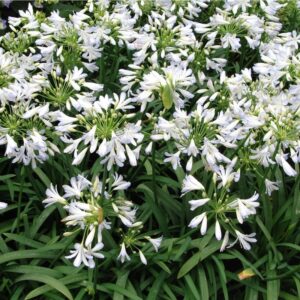 Afrikansk Lilje Hvid - Agapanthus Africanus Alba
