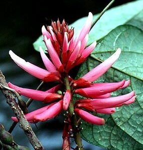 Amazon Coral Tree - Erythrina Amazonica