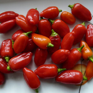 Aji Benito – C. baccatum